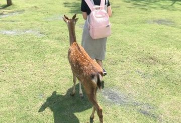 IMG 4351 【宜蘭冬山】不管是不是邊緣人，都可以享受被梅花鹿簇擁的斑比山丘