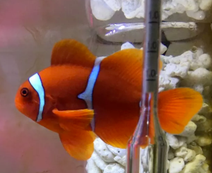 fish 海水缸設置紀錄(6) – 海星特別企劃