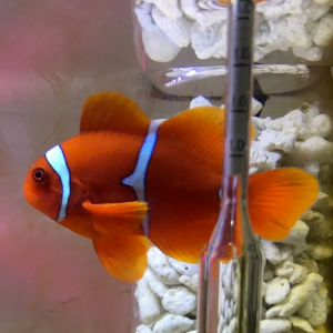 fish 海水缸設置紀錄(4) - 透紅小丑駕到、小丑BLUE為哪樁？