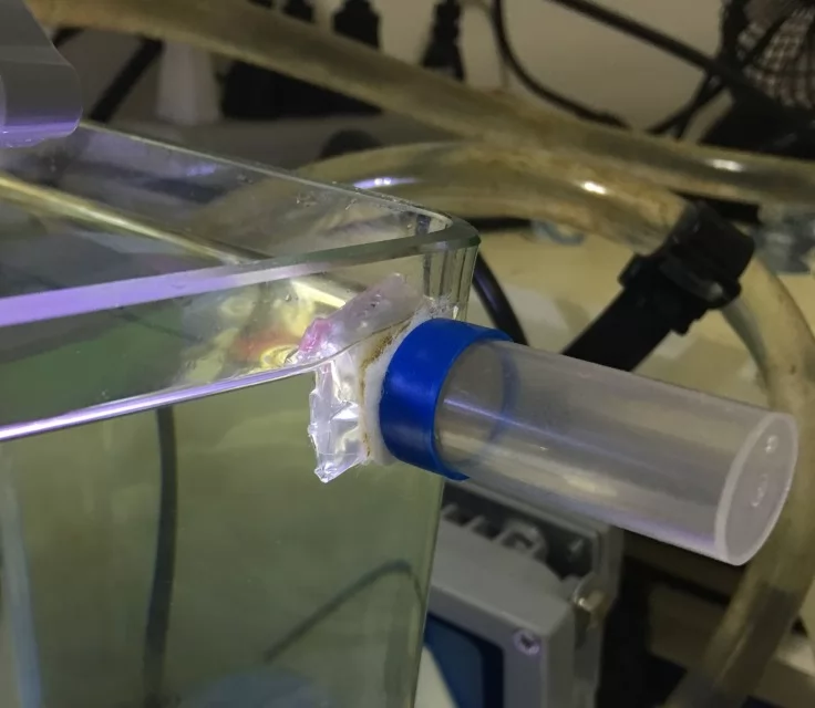 fish clean 海水缸設置紀錄(5) - 短命海星、希瓦氏菌與自製強磁刷