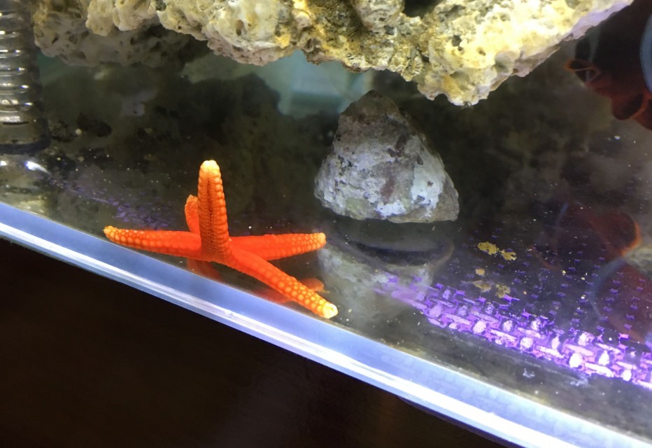 fish star 海水缸設置紀錄(5) - 短命海星、希瓦氏菌與自製強磁刷
