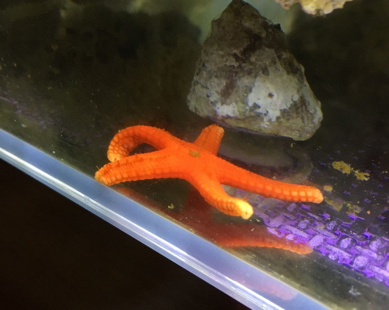 fish star 1 海水缸設置紀錄(5) - 短命海星、希瓦氏菌與自製強磁刷