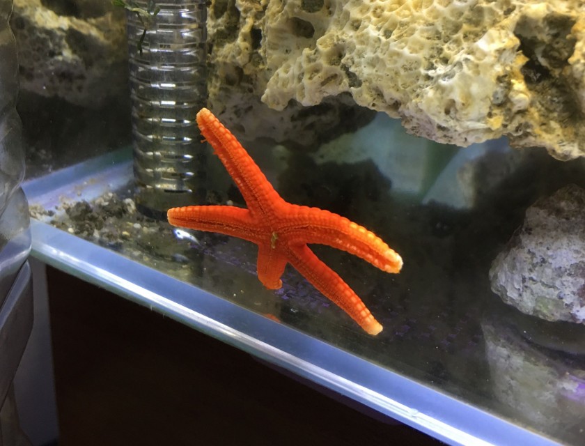 fish star 3 海水缸設置紀錄(5) - 短命海星、希瓦氏菌與自製強磁刷