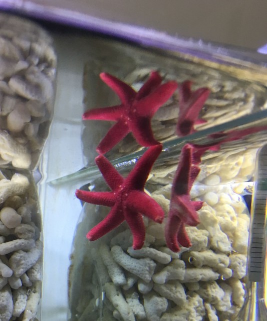 fish star a 海水缸設置紀錄(6) – 海星特別企劃