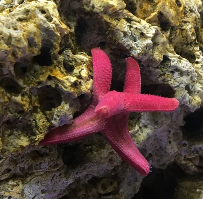 fish star g 海水缸設置紀錄(6) – 海星特別企劃