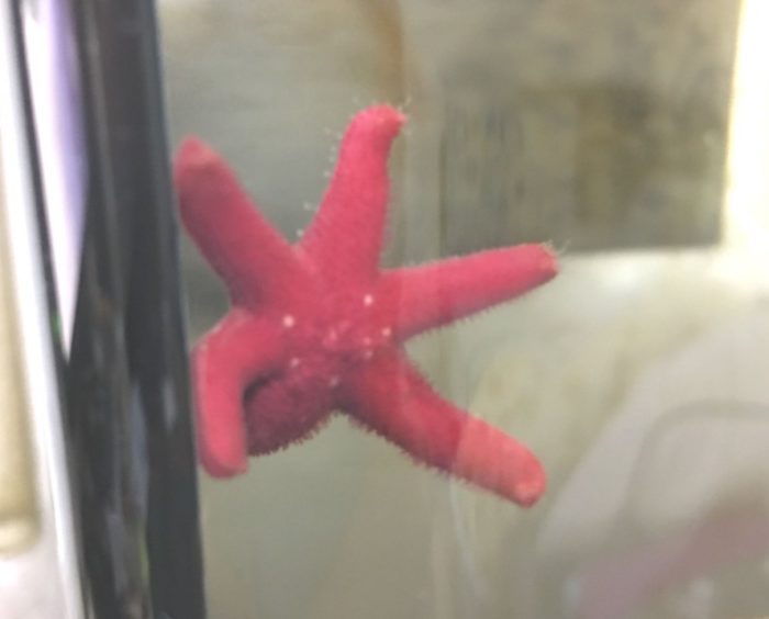 fish star s 794x640 海水缸設置紀錄(6) – 海星特別企劃