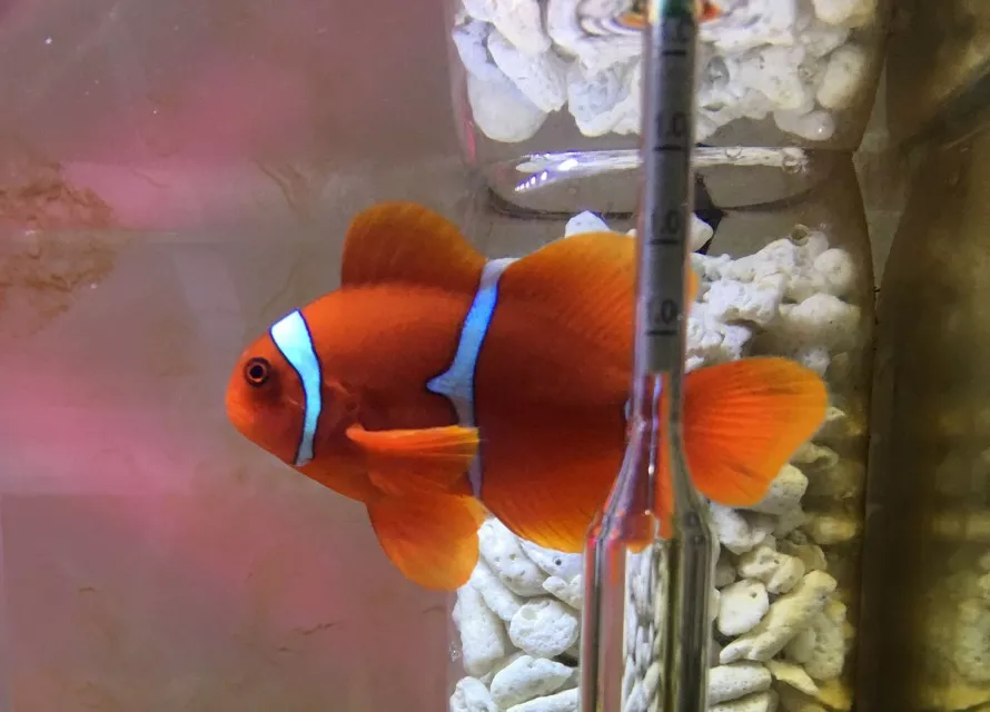 xfish red 海水缸設置紀錄(4) - 透紅小丑駕到、小丑BLUE為哪樁？